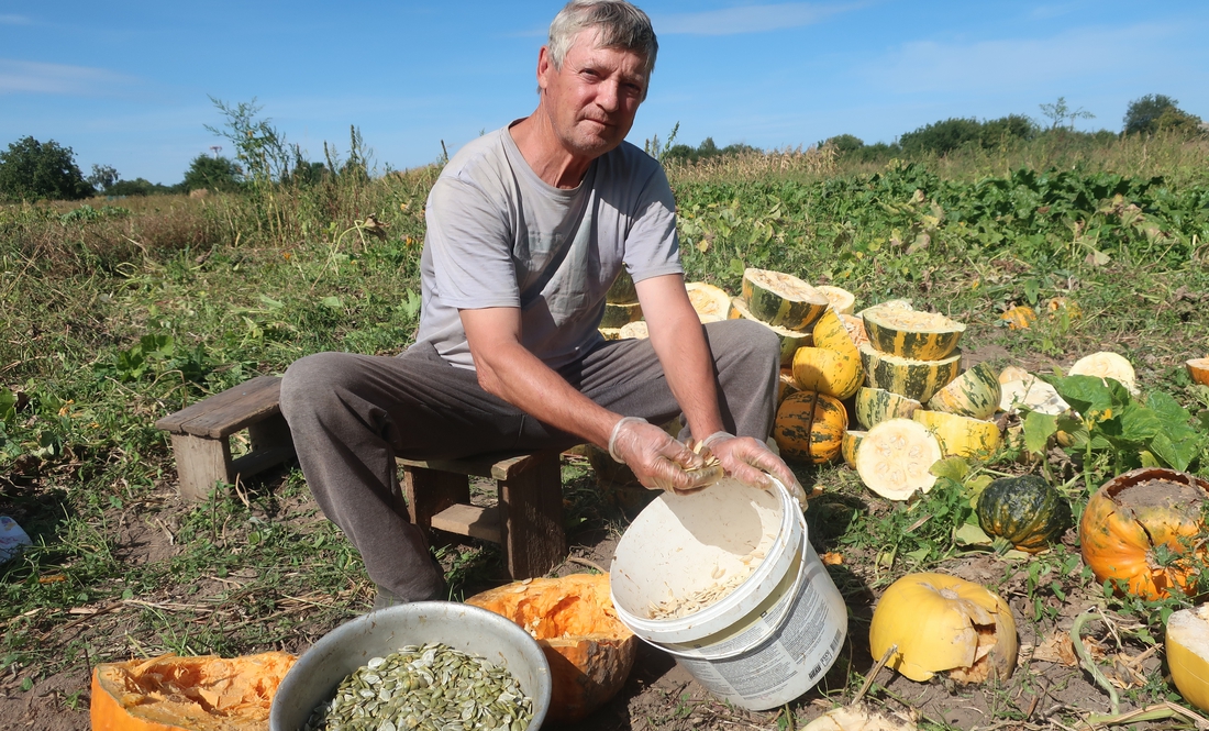 Город засадили гарбузами. Так вигідніше і легше, упевнені жителі громади