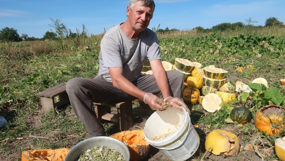 Город засадили гарбузами. Так вигідніше і легше, упевнені жителі громади