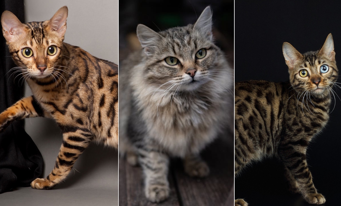 Жінка з Чернігівщини безплатно віддає породистих котиків