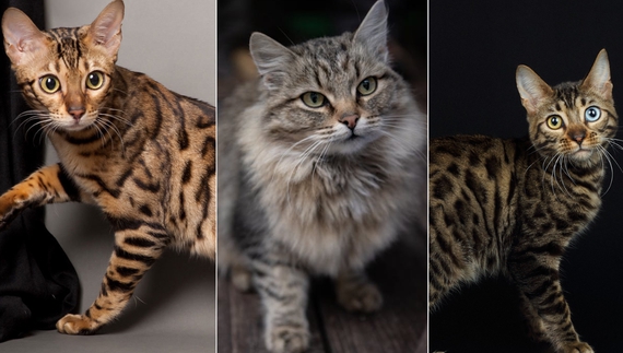 Жінка з Чернігівщини безплатно віддає породистих котиків