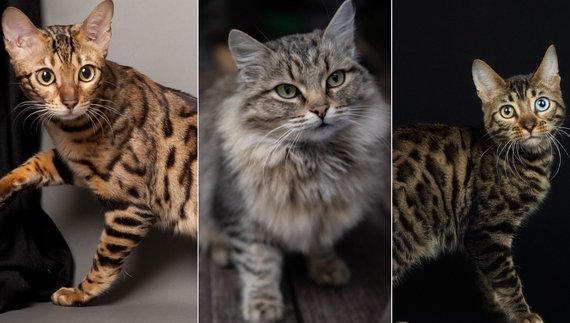 Жінка з Чернігівщини безплатно віддає породистих котиків