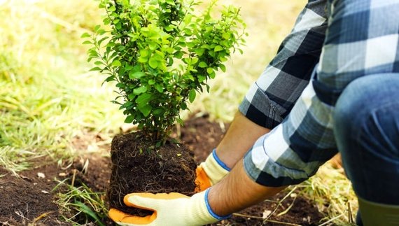 Громада на Чернігівщині шукає озеленювача