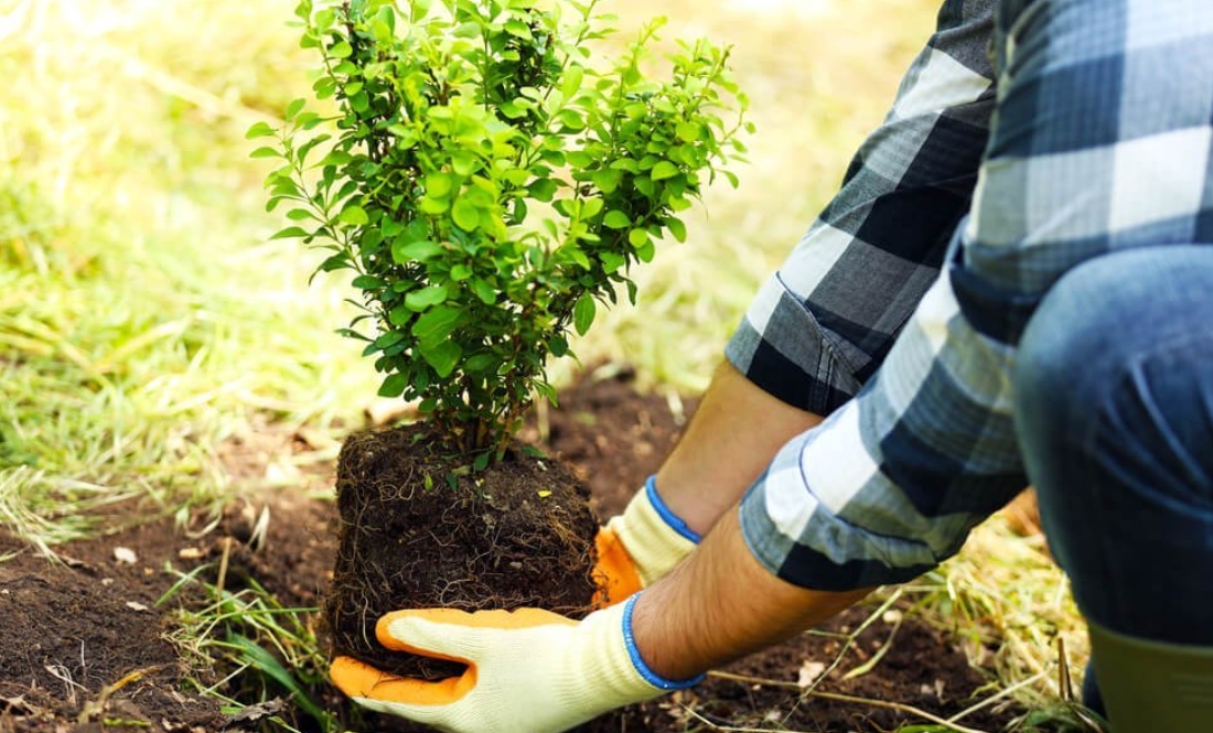 Громада на Чернігівщині шукає озеленювача