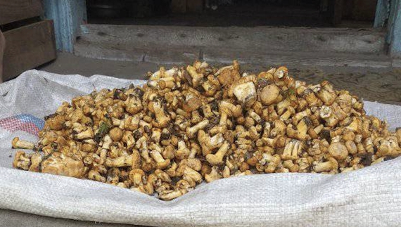 Заборони та міни не завада: мешканці чернігівського прикордоння збирають гриби