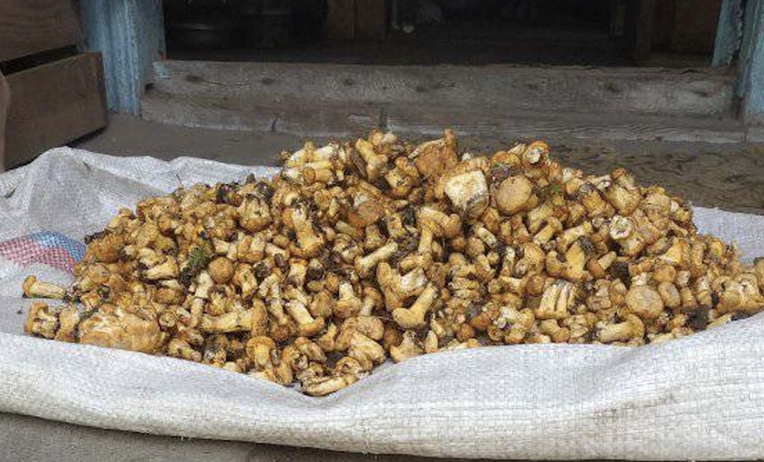 Заборони та міни не завада: мешканці чернігівського прикордоння збирають гриби