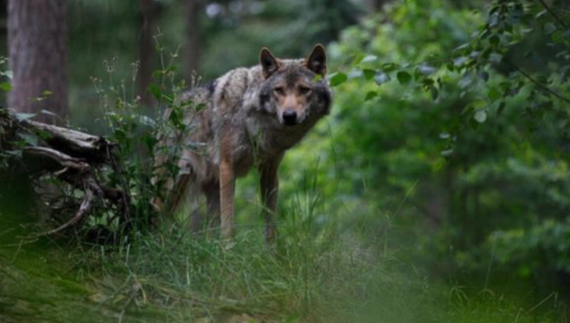 На Чернігівщині вовки не дають назбирати шпильок у лісі