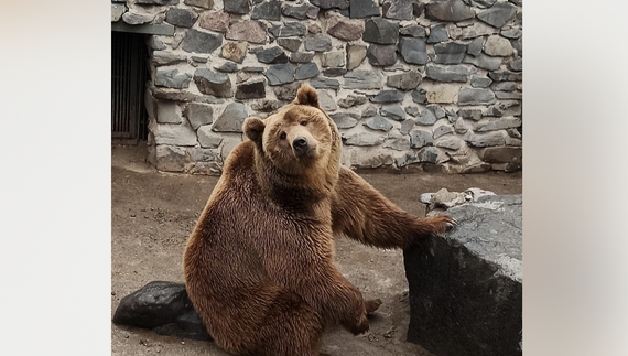 У Менському зоопарку у січні ведмеді Барні та Умка прокинулися, а от Ніка спить