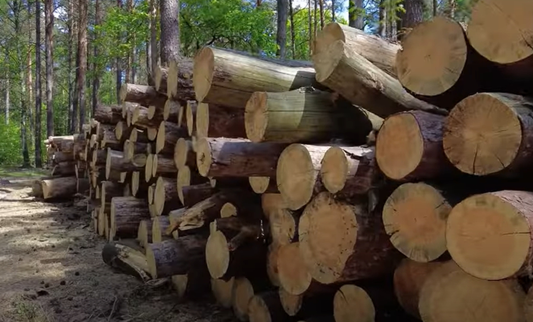 По чім дрова у державних лісгоспах Чернігівщини?