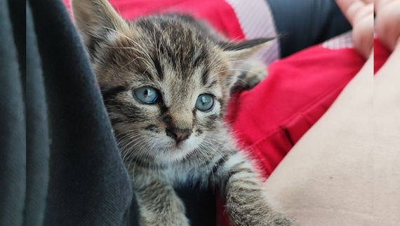 У Чернігові парамедики врятували кошеня з розпеченої вулиці
