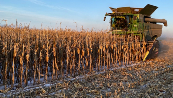 Агрокомпанія завершила сезон збору рекордним урожаєм кукурудзи на Чернігівщині