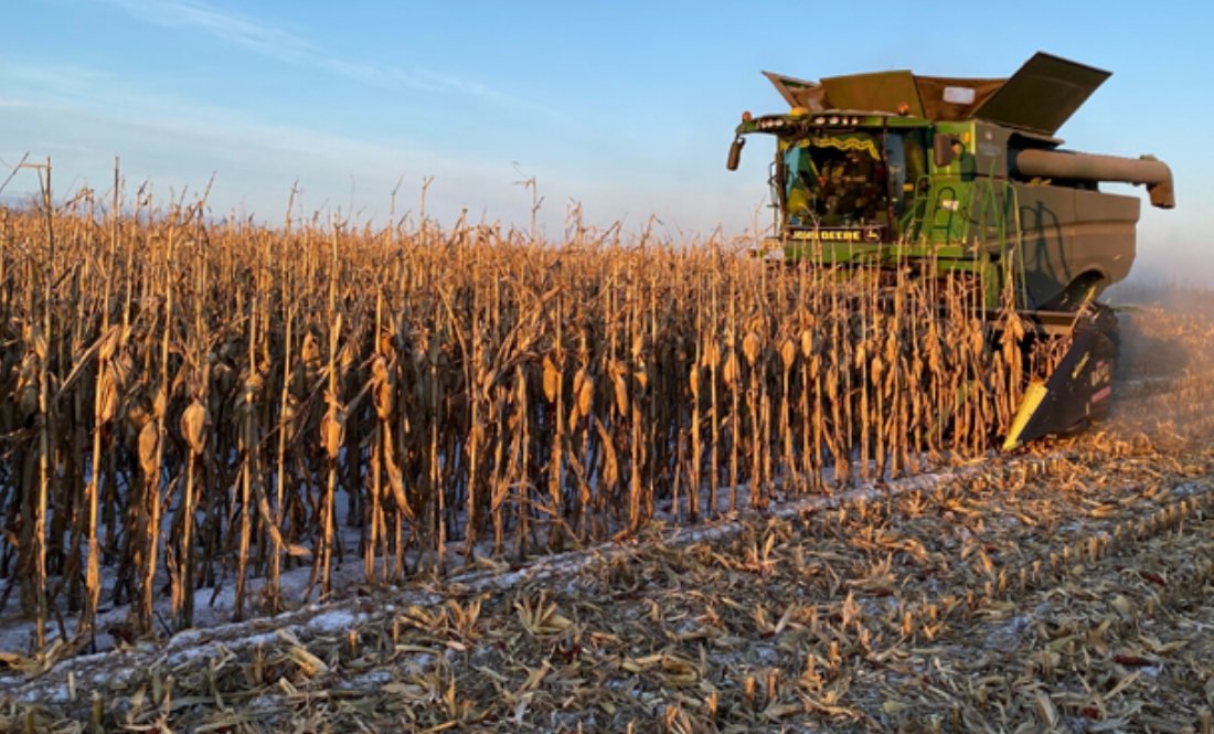 Агрокомпанія завершила сезон збору рекордним урожаєм кукурудзи на Чернігівщині