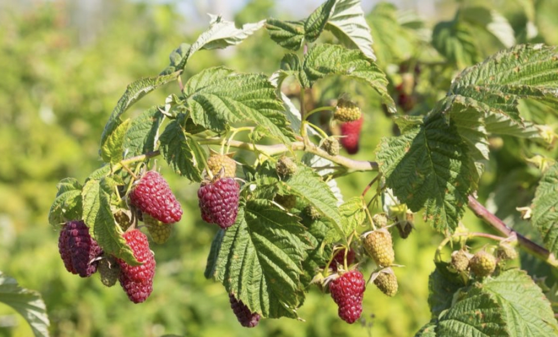 Малину пізніх сортів купують на пастилу