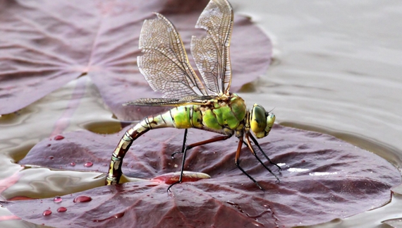 На Чернігівщині можна зустріти червонокнижного "імператора"