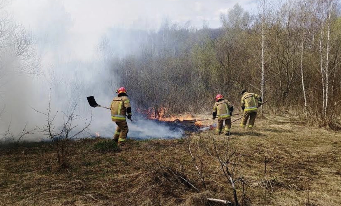 Скільки гектарів лісу згоріло на Чернігівщині з початку вторгнення