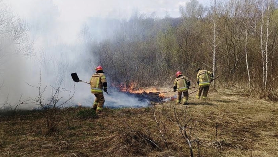 Скільки гектарів лісу згоріло на Чернігівщині з початку вторгнення