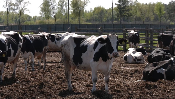 Молоко роздавали чи згодовували коровам: як відновлюється тваринництво на Чернігівщині після війни