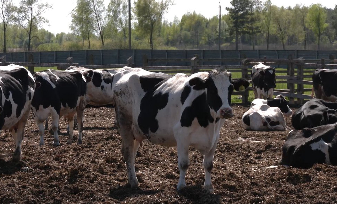 Молоко роздавали чи згодовували коровам: як відновлюється тваринництво на Чернігівщині після війни