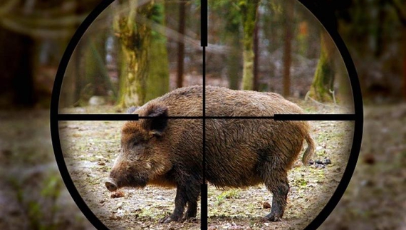 На Чернігівщині судитимуть браконьєрів: застрелили вагітну тварину
