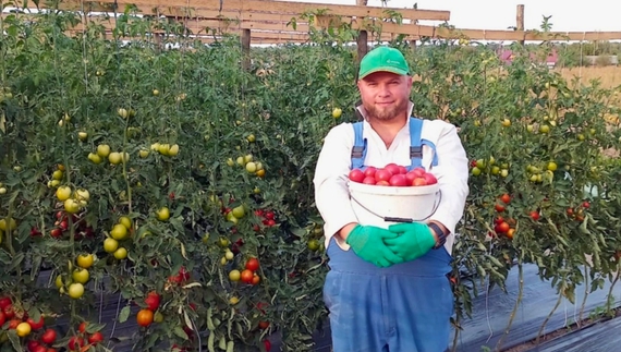 Олександр Лось зі своїм помідорним урожаєм