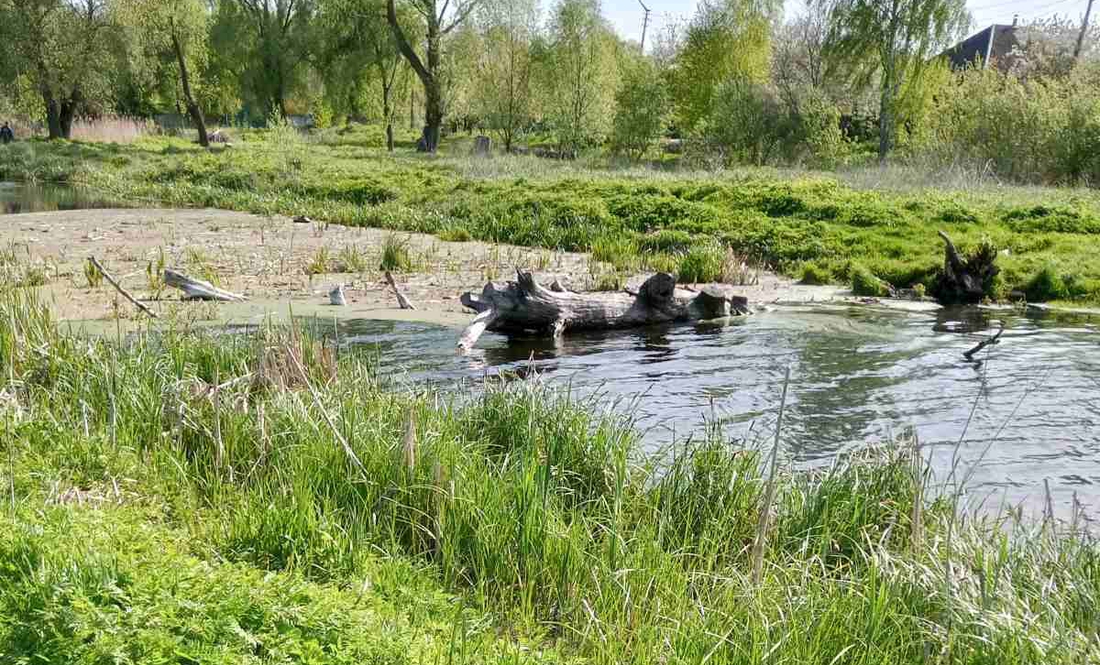 Бобри «атакували» Ніжин