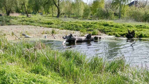 Бобри «атакували» Ніжин