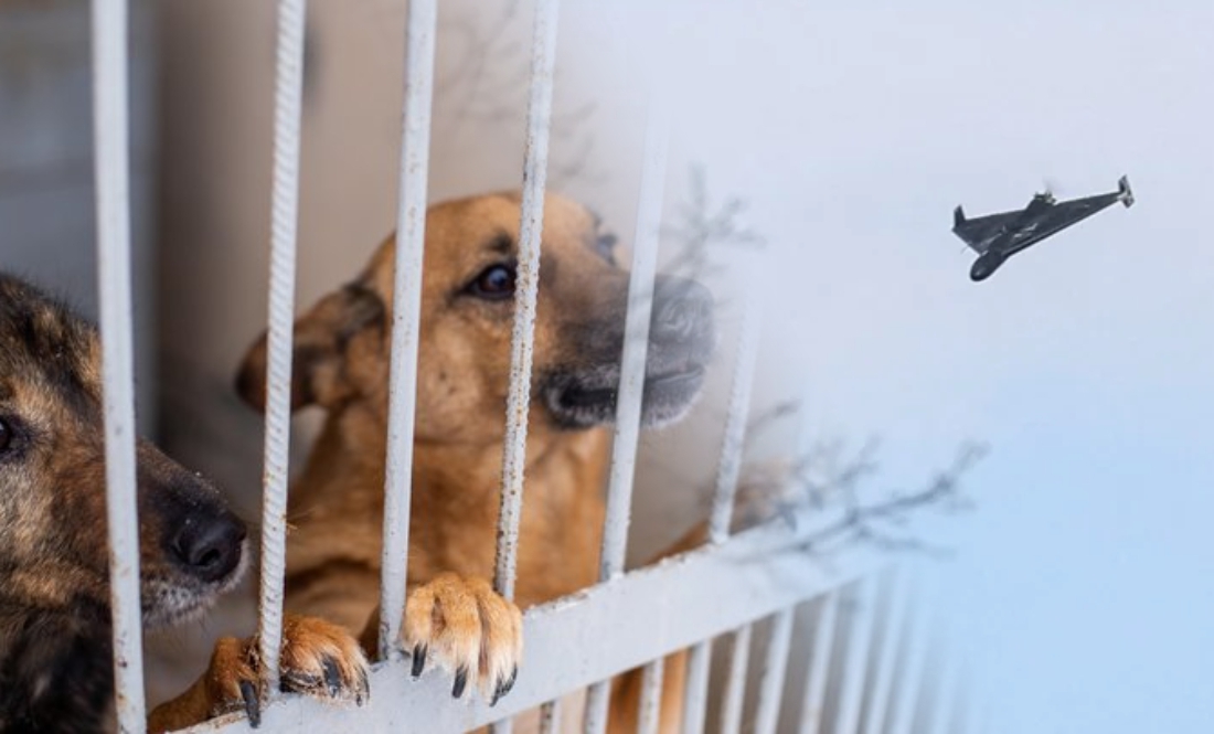 Російська атака забрала життя собаки: у Чернігові вдарили по підприємству для тварин