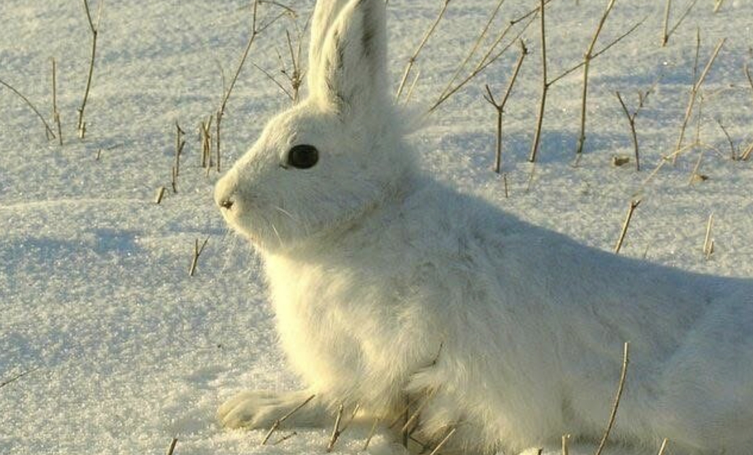 Вважали зниклим: на півночі Чернігівщини помітили червонокнижного звіра
