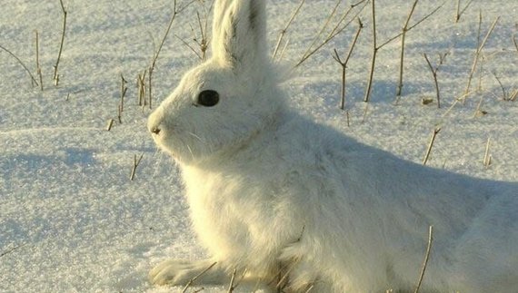 Вважали зниклим: на півночі Чернігівщини помітили червонокнижного звіра