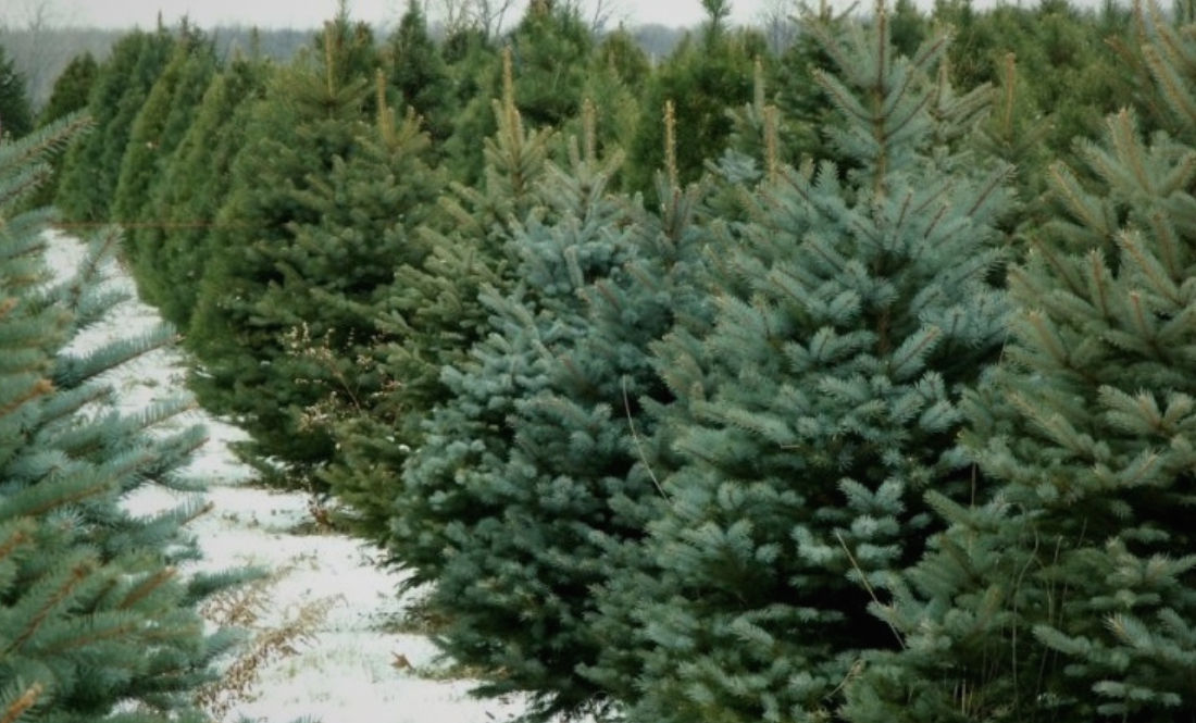 Ялинковий базар: де і почім можна купити новорічні дерева на Чернігівщині
