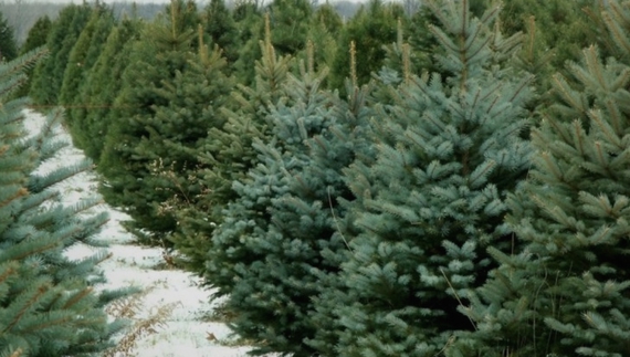 Ялинковий базар: де і почім можна купити новорічні дерева на Чернігівщині