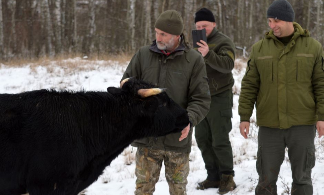 Чорнобильські «дикі корови» добре перезимували
