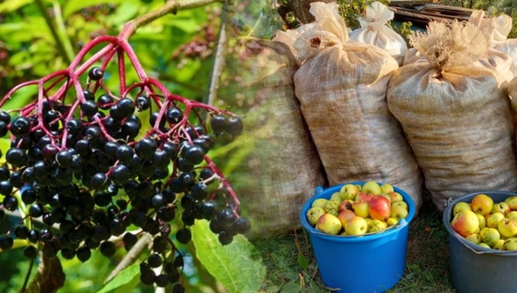Скільки платять за бузину та яблука на Чернігівщині