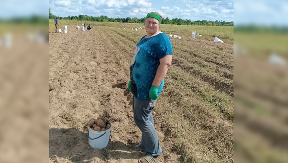 Вродила: Ірина Литвин копає картоплю не лопатою