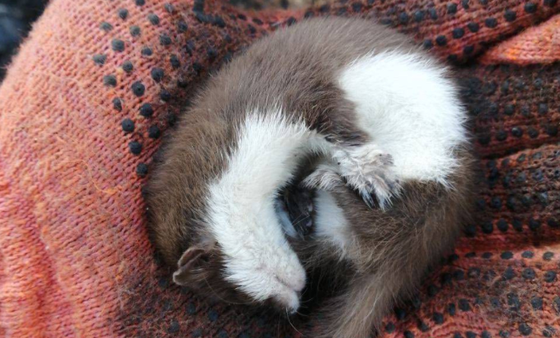 На Чернігівщині під час гасіння пожежі врятували черепаху, але ласку врятувати не вдалося