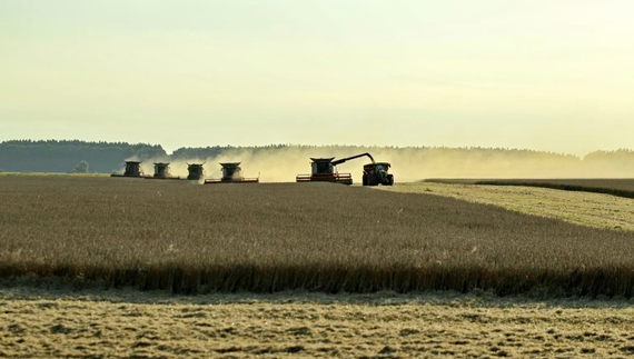 Експорт товарів і послуг із Чернігівщини зростає: найбільше продають зерна