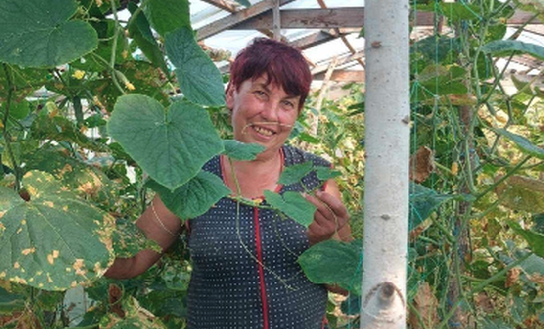 Жінка з села на Чернігівщині здала компанії «Верес» понад три тонни огірків