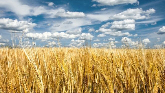 Врожай 2022: у Чернігівській області посіяли на 15% менше, ніж у 2021-му