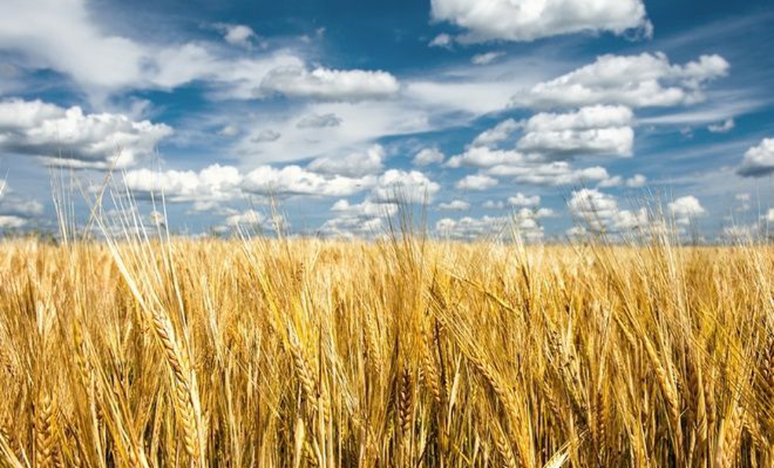 Врожай 2022: у Чернігівській області посіяли на 15% менше, ніж у 2021-му