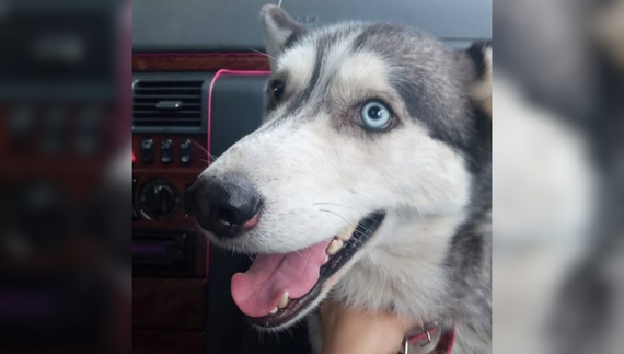 «Я кричала від болю»: невідомі отруїли собаку відомої зооволонтерки