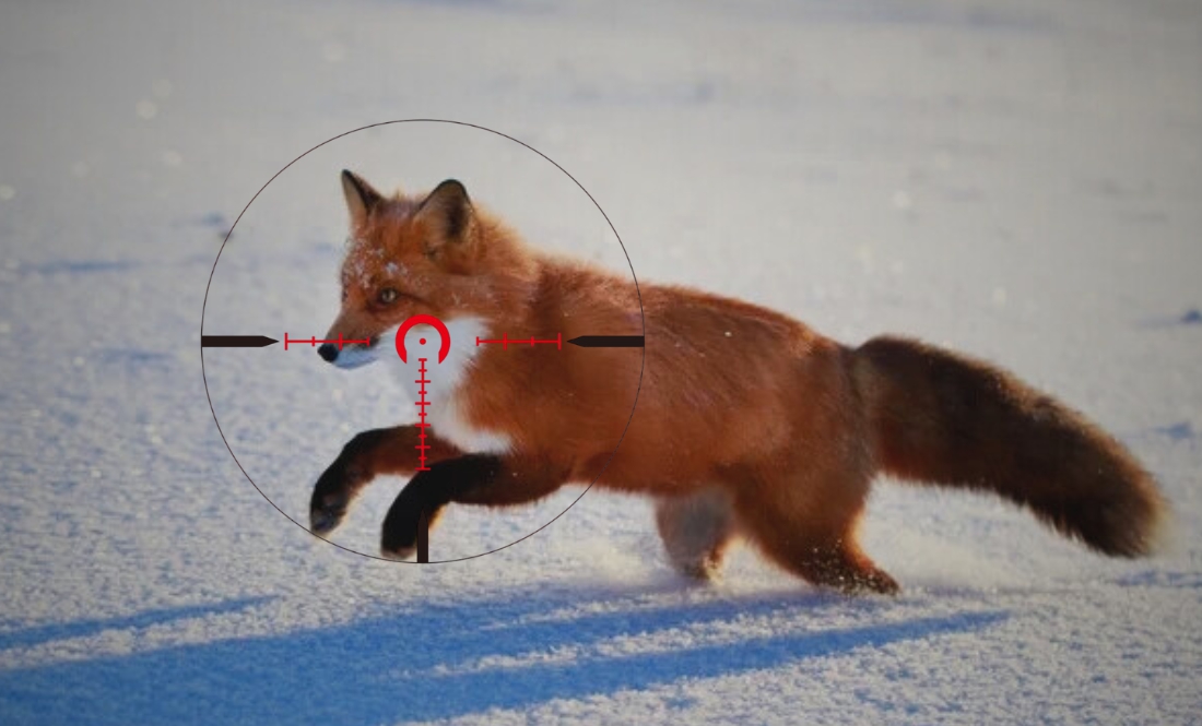 Скільки лисиць в області потрапили «під ружжо»