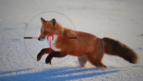 Скільки лисиць в області потрапили «під ружжо»