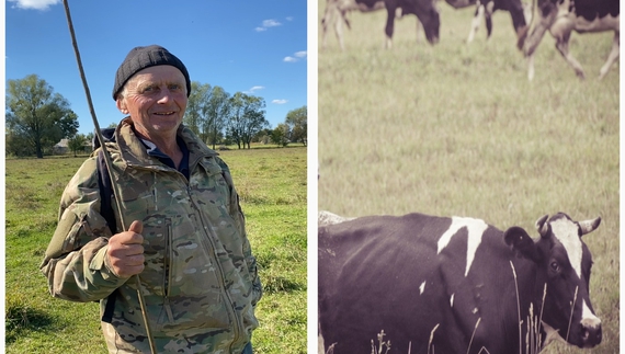 У селі на Чернігівщині стадо на 25 корів: скільки платять пастухам