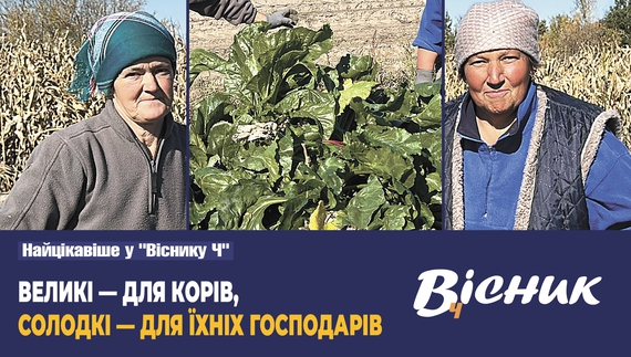 Як чистять буряки на Чернігівщині. Читайте у "Віснику"