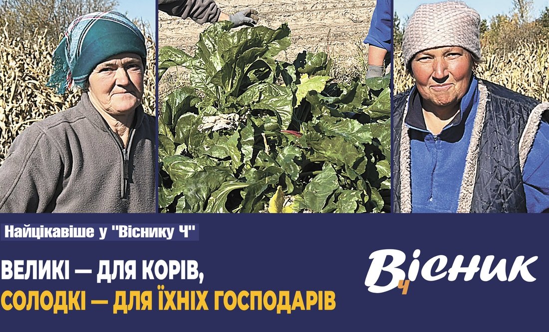 Як чистять буряки на Чернігівщині. Читайте у "Віснику"