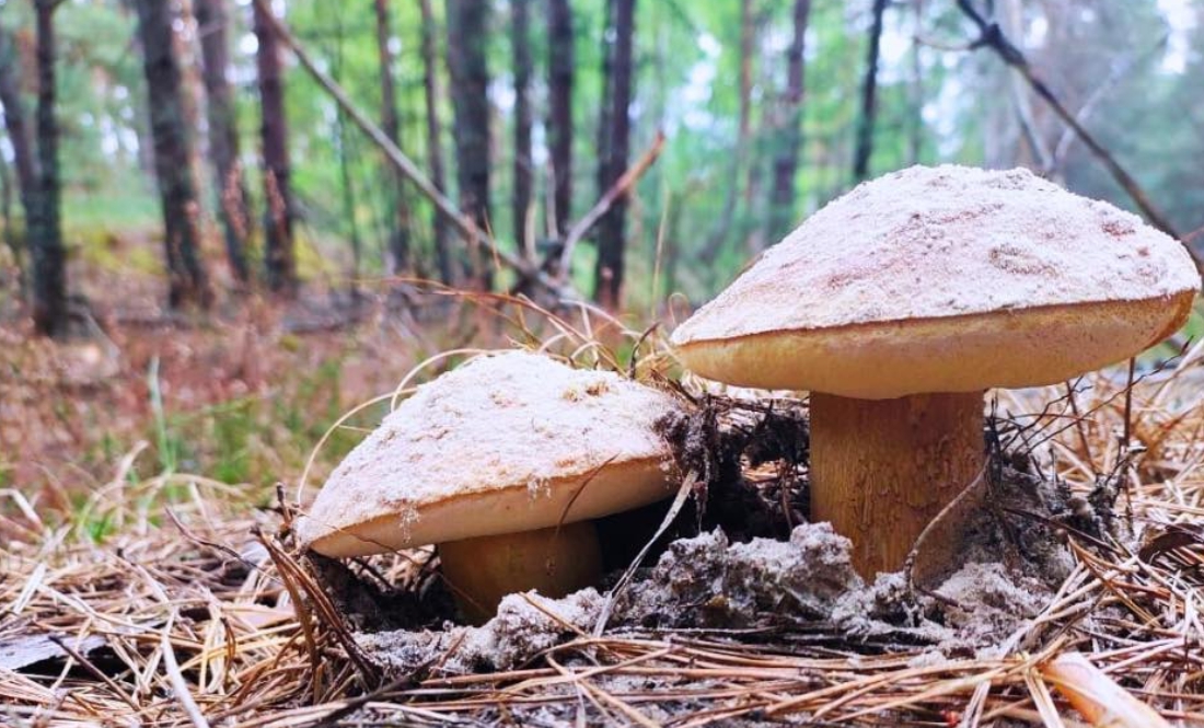 В Чорнобилі з’явились перші білі гриби. Фото: Олександр Поліщук