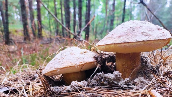 В Чорнобилі з’явились перші білі гриби. Фото: Олександр Поліщук