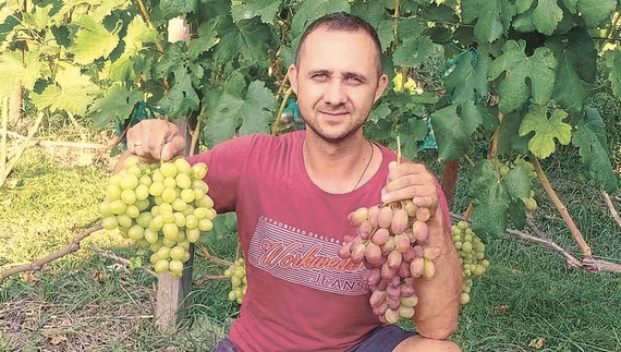 По 150 гривень продає саджанці винограду Руслан Прокопець: на Чернігівщині визрівають тільки ранні сорти