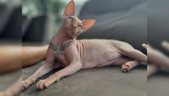 Найвідоміший кіт із тату - сфінкс Яша - помер від серцевого нападу