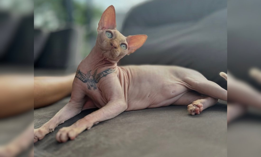 Найвідоміший кіт із тату - сфінкс Яша - помер від серцевого нападу