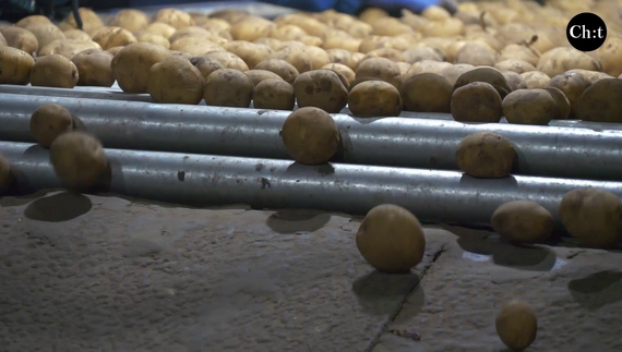 Сорт «Рів’єра» – хіт-продажу на підприємстві "Чернігівеліткартопля"